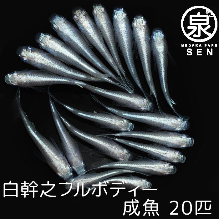 白幹之フルボディ 成魚 匹 送料無料 F めだか メダカ 生体 めだか生体 メダカ