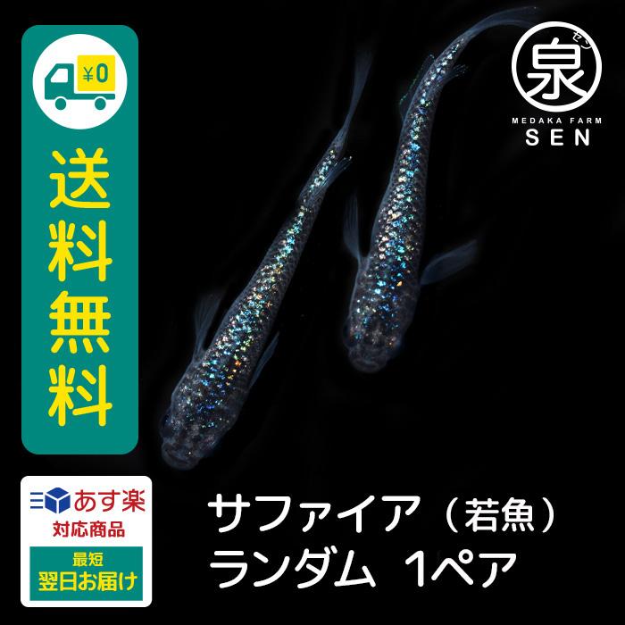 メダカ 生体 サファイア 容器 S 種類 成魚 送料無料 卵 飼育 水槽 人気 1ペア めだか メダカ 生体 サファイア 容器 S 種類 成魚 送料無料 卵 飼育 水槽 人気 1ペア めだか