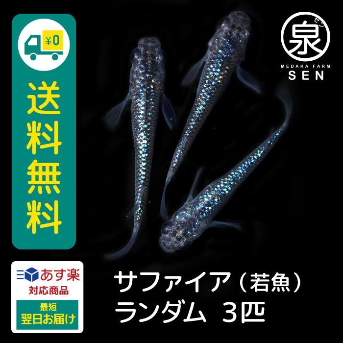 メダカ 生体 サファイア 成魚 3匹 送料無料 S めだか めだか生体 メダカ生体 種類 水槽 卵 水草 人気 飼育 容器 Ad 023 003 メダカファーム泉 通販 Yahoo ショッピング
