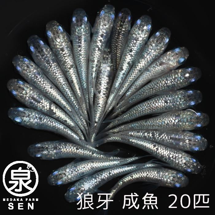 狼牙 成魚 匹 送料無料 S めだか メダカ 生体 めだか生体 メダカ生体 種類 ビオトープ 激安 人気 初心者 養殖 容器 ラメ メダカ Arrowspeedline Com Vn