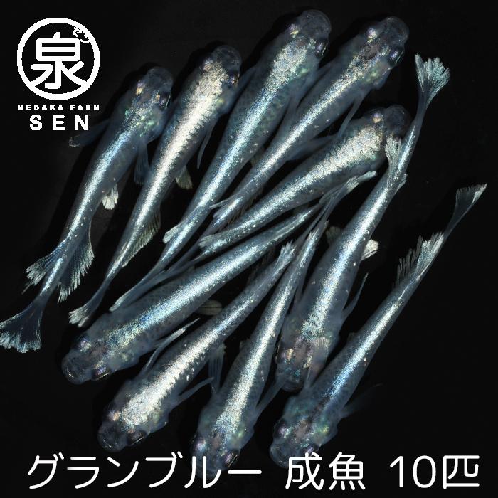 新作グッ 種類 メダカ生体 めだか生体 生体 メダカ めだか F 送料無料 10匹 成魚 グランブルー オリジナル餌プレゼント中 最短翌日お届け 送料無料 ビオトープ ラメ 容器 養殖 初心者 人気 激安 観賞魚生体 Redragonusa Com