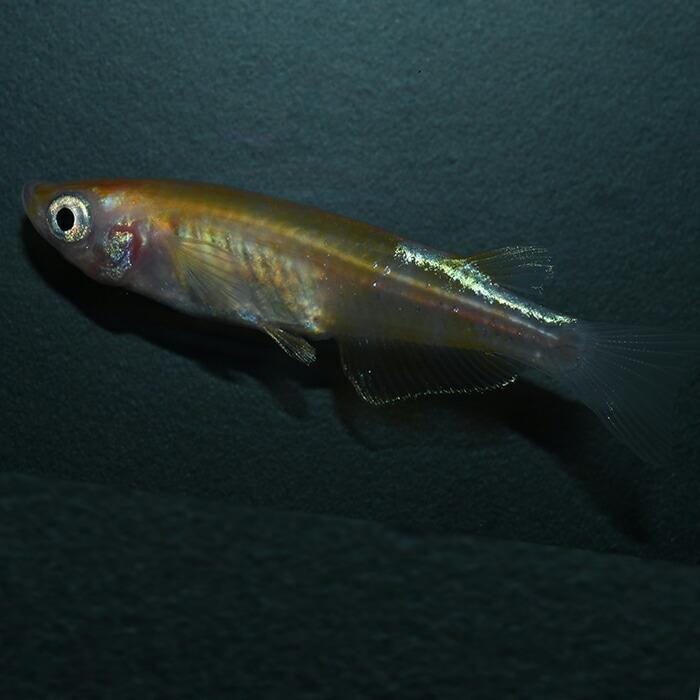 選ぶなら 観賞魚生体 P2倍 送料無料 最短翌日お届け メダカ 生体 白カブキ 成魚 1ペア 送料無料 F めだか めだか生体 メダカ生体 種類 水槽 卵 水草 人気 飼育 容器 Www Centrodelmobilebassanese It