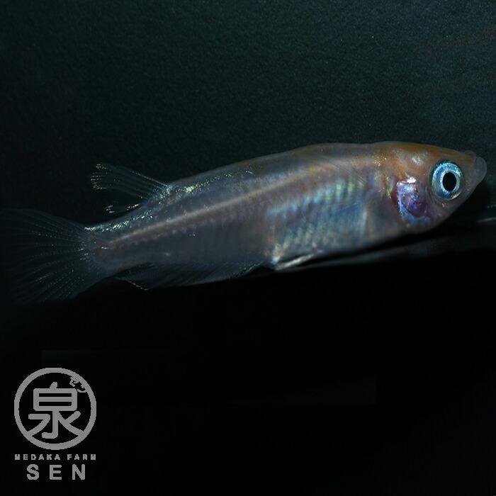 選ぶなら 観賞魚生体 P2倍 送料無料 最短翌日お届け メダカ 生体 白カブキ 成魚 1ペア 送料無料 F めだか めだか生体 メダカ生体 種類 水槽 卵 水草 人気 飼育 容器 Www Centrodelmobilebassanese It