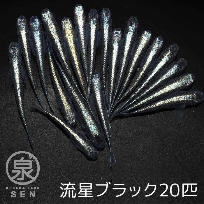 メダカ 生体 流星ブラック 成魚 匹 送料無料 F めだか めだか生体 メダカ生体 種類 水槽 卵 水草 人気 飼育 容器 ホットセール
