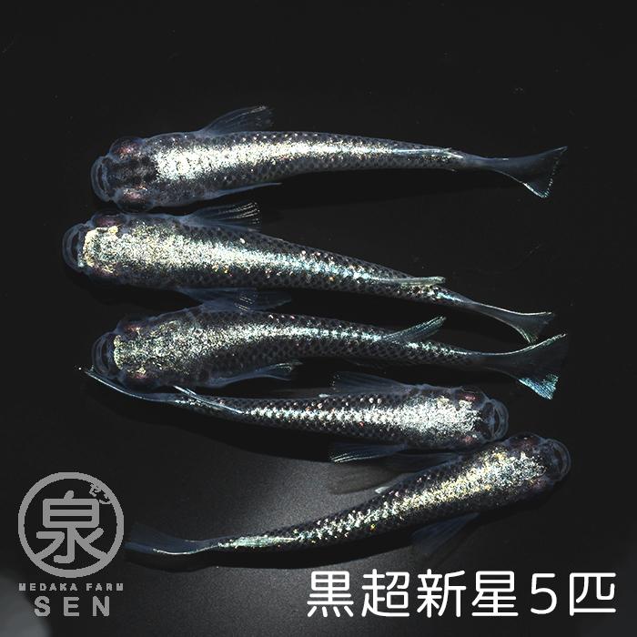 超人気 黒超新星 成魚 5匹 送料無料 大人 めだか メダカ ラメ きれい かわいい 光る かっこいい 初心者 厳選 メダカ生体 めだか生体 生体 送料無料 Www Sei Ba Gov Br