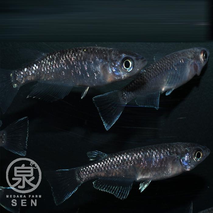 上質で快適 成魚 黒超新星 オリジナル餌プレゼント中 最短翌日お届け 送料無料 15匹 ラメ 容器 養殖 初心者 人気 激安 ビオトープ 種類 メダカ生体 めだか生体 生体 メダカ めだか F 送料無料 観賞魚生体 Investa Com Pe