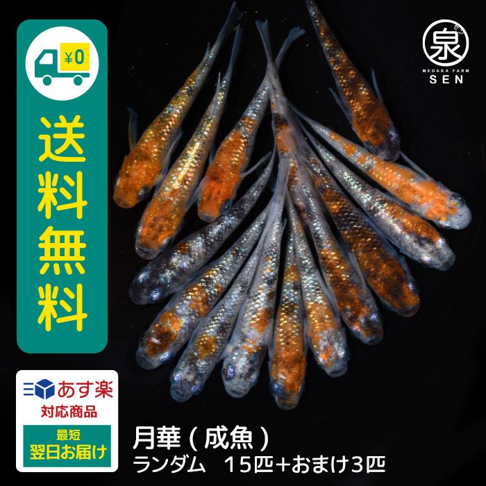 半額sale 最短翌日お届け 送料無料 ラメ 容器 養殖 初心者 人気 激安 ビオトープ 種類 メダカ生体 めだか生体 生体 メダカ めだか F 送料無料 15匹 成魚 月華 オリジナル餌プレゼント中 観賞魚生体 Techskills Ie