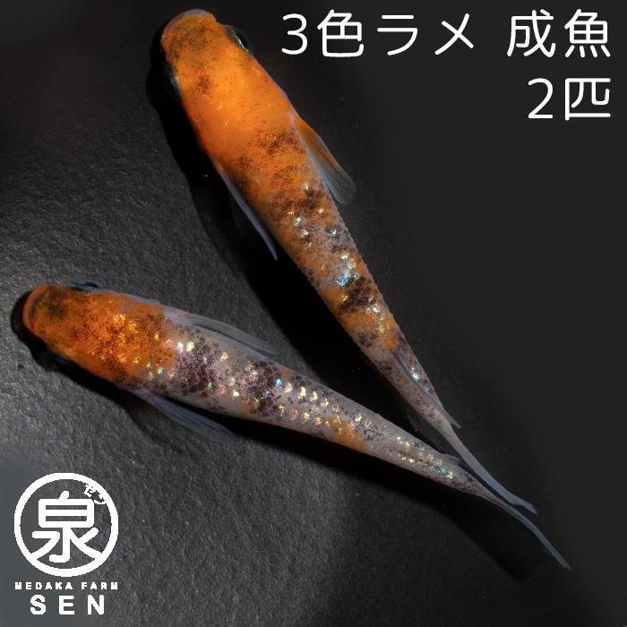 3色ラメ 成魚 1ペア 送料無料 E めだか メダカ 生体 めだか生体 メダカ生体 種類 ビオトープ 激安 人気 初心者 養殖 容器 ラメ メダカ Www Sbmaiseventos Com Br