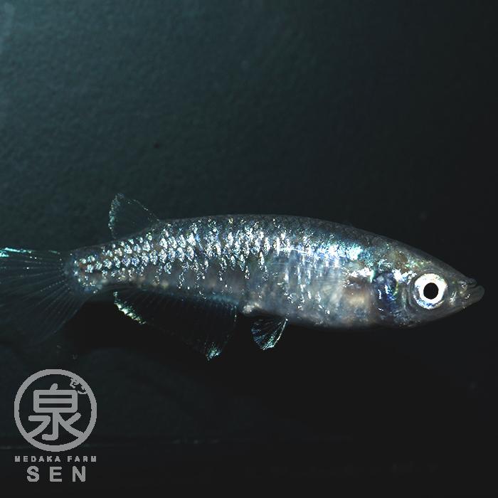 本物の 観賞魚生体 P2倍 送料無料 最短翌日お届け メダカ 生体 緑光 成魚 1ペア 送料無料 F めだか めだか生体 メダカ生体 種類 水槽 卵 水草 人気 飼育 容器 Weshop Com Mx