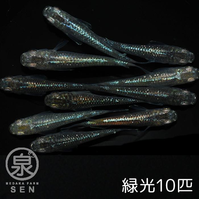 緑光 成魚 10匹 送料無料 F めだか メダカ 生体 めだか生体 メダカ生体 種類 ビオトープ 激安 人気 初心者 養殖 容器 ラメ メダカ Audiocenter Com Gt