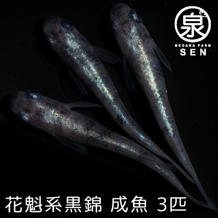 メダカ 生体 花魁系黒錦 成魚 3匹 送料無料 F めだか めだか生体 メダカ生体 種類 水槽 卵 水草 人気 飼育 容器 Ad 071 03 メダカファーム泉 通販 Yahoo ショッピング