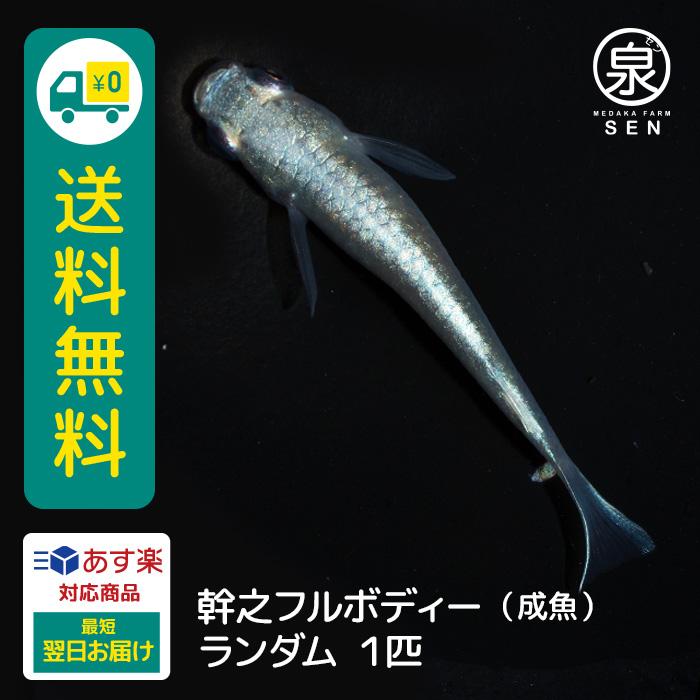 メダカ 生体 幹之フルボディー 成魚 1匹 送料無料 F E めだか めだか生体 メダカ生体 種類 水槽 卵 水草 人気 飼育 容器 :ad-072-001:メダカファーム泉 - 通販 - Yahoo!ショッピング メダカ 生体 幹之フルボディー 成魚 1匹 送料無料 F E めだか めだか生体 メダカ生体 種類 水槽 卵 水草 人気 飼育 容器 :ad-072-001:メダカファーム泉 - 通販 - Yahoo!ショッピング