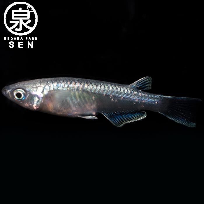 保存版 観賞魚生体 P2倍 送料無料 最短翌日お届け メダカ 生体 幹之フルボディー 成魚 3匹 送料無料 S めだか めだか生体 メダカ生体 種類 水槽 卵 水草 人気 飼育 容器 Www Huisentuinliefde Nl