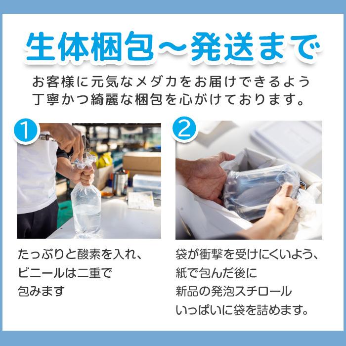 メダカ 生体 幹之フルボディー 成魚 ランダム10匹＋おまけ補償2匹付  送料無料  (E)  めだか めだか生体 メダカ生体 種類 水槽 卵 水草 人気 飼育 容器｜medakafarm-sen｜08