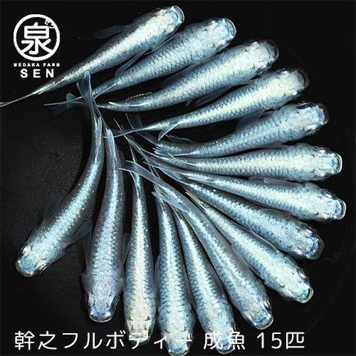 メダカ 生体 幹之フルボディー 成魚 15匹 送料無料 F めだか めだか生体 メダカ生体 種類 水槽 卵 水草 人気 飼育 容器 Ad 072 015 メダカファーム泉 通販 Yahoo ショッピング