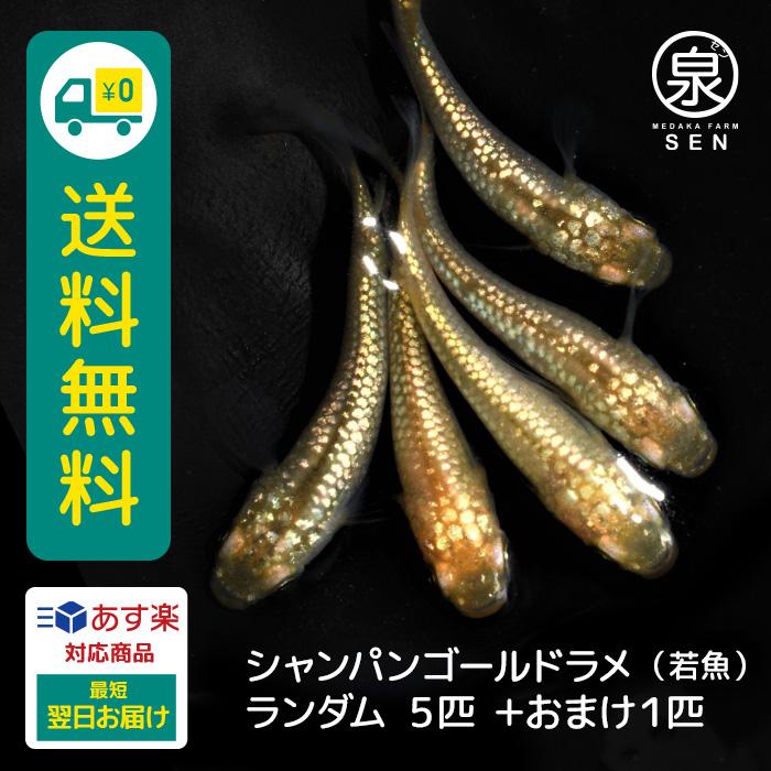 代引不可 シャンパンゴールドラメ 成魚 5匹 送料無料 大人 めだか メダカ ラメ 光る かわいい かっこいい 初心者 厳選 人気 メダカ生体 めだか生体 生体 注目ブランド Www Aqtsolutions Com