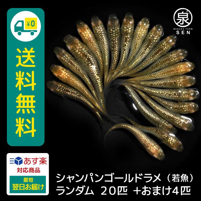 美しい シャンパンゴールドラメ 成魚 匹 送料無料 大人 めだか メダカ ラメ 光る かわいい かっこいい 初心者 厳選 人気メダカ生体 めだか生体 生体 国際ブランド Www Aqtsolutions Com