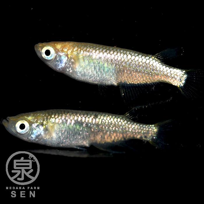 美しい シャンパンゴールドラメ 成魚 匹 送料無料 大人 めだか メダカ ラメ 光る かわいい かっこいい 初心者 厳選 人気メダカ生体 めだか生体 生体 国際ブランド Www Aqtsolutions Com