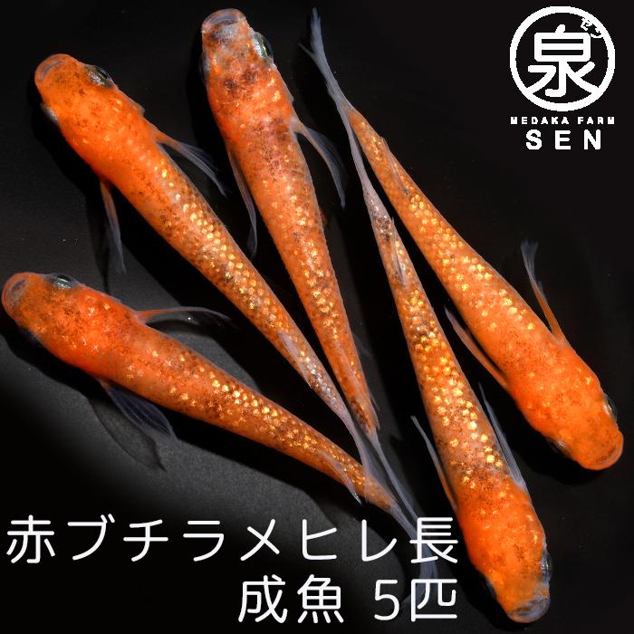 赤ぶちラメヒレ長 成魚 5匹 送料無料 F めだか メダカ 生体 めだか生体 メダカ