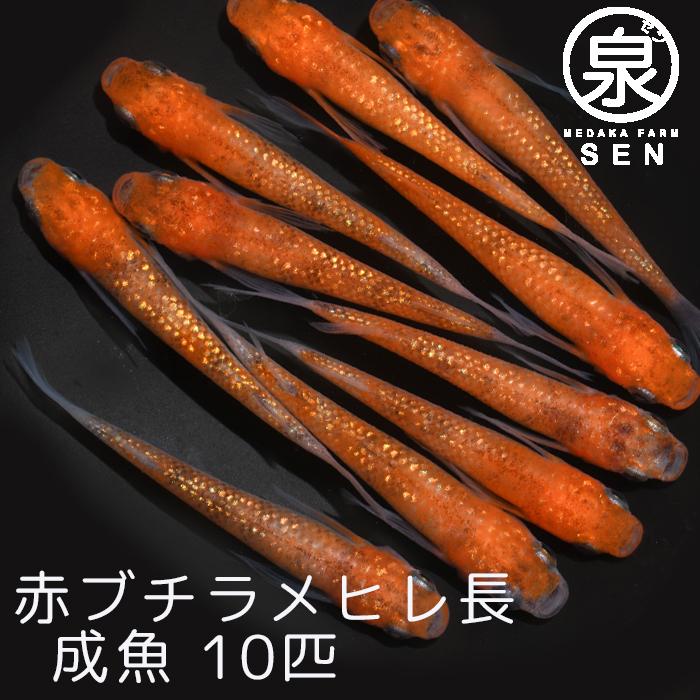 メダカ 生体 赤ぶちラメヒレ長 成魚 10匹 送料無料 F めだか めだか生体 メダカ生体 種類 水槽 卵 水草 人気 飼育 容器 40 Offの激安セール