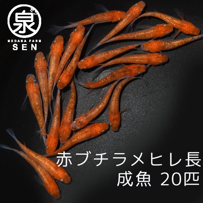 メダカ 生体 赤ぶちラメヒレ長 成魚 15匹 送料無料 F めだか めだか生体 メダカ生体 種類 水槽 卵 水草 人気 飼育 容器 卓越