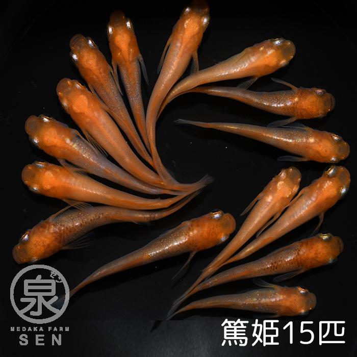 楽天最安値に挑戦 初心者 人気 激安 ビオトープ 種類 メダカ生体 めだか生体 生体 メダカ めだか F 送料無料 15匹 成魚 篤姫 オリジナル餌プレゼント中 最短翌日お届け 送料無料 養殖 ラメ 容器 観賞魚生体