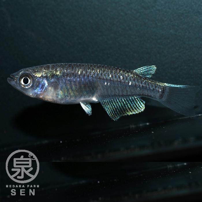 メダカ 生体 極ブラック 成魚 5匹+おまけ1匹付 送料無料 F めだか めだか生体 メダカ生体 種類 水槽 卵 水草 人気 飼育 容器|medakafarm-sen|03