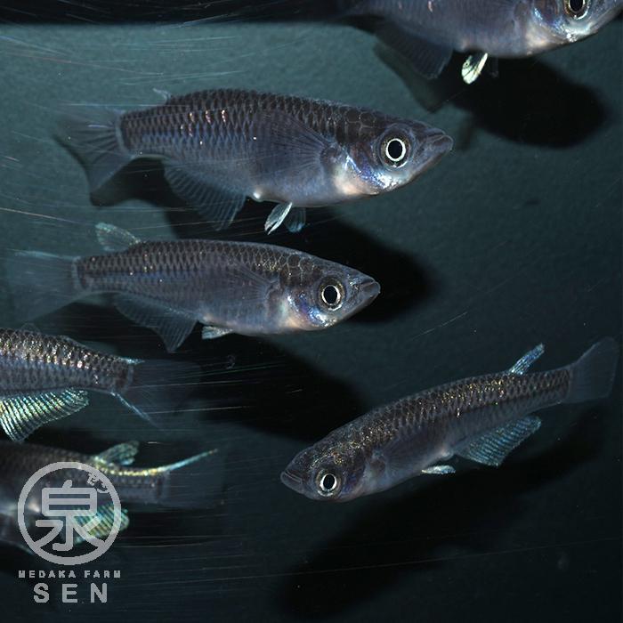 メダカ 生体 極ブラック 成魚 5匹+おまけ1匹付 送料無料 F めだか めだか生体 メダカ生体 種類 水槽 卵 水草 人気 飼育 容器|medakafarm-sen|04