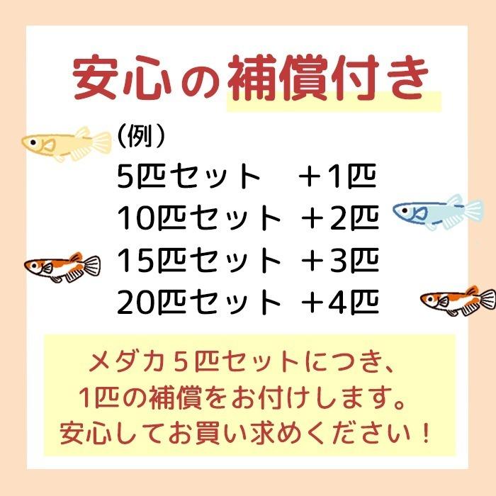 メダカ 生体 極ブラック 成魚 5匹+おまけ1匹付 送料無料 F めだか めだか生体 メダカ生体 種類 水槽 卵 水草 人気 飼育 容器|medakafarm-sen|06