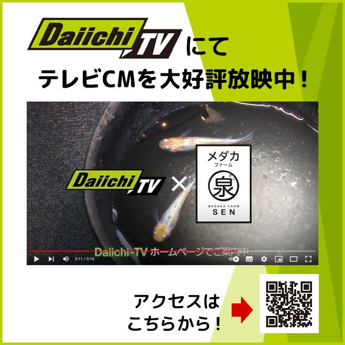 メダカ 生体 極ブラック 成魚 5匹+おまけ1匹付 送料無料 F めだか めだか生体 メダカ生体 種類 水槽 卵 水草 人気 飼育 容器|medakafarm-sen|07