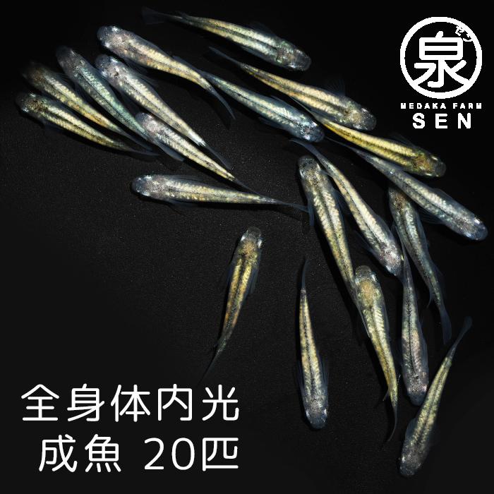 全身体内光 成魚 匹 送料無料 F めだか メダカ 生体 めだか生体 メダカ生体
