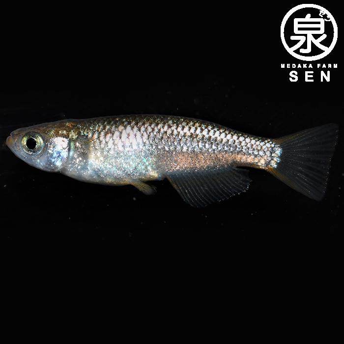 琥珀ラメ背ビレ無し 成魚 5匹 送料無料 S めだか メダカ 生体 めだか生体 メダカ生体 種類 ビオトープ 激安 人気 初心者 養殖 容器 ラメ メダカ