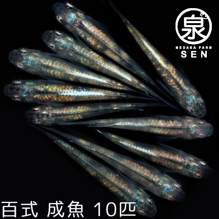 百式 成魚 10匹 送料無料 F めだか メダカ 生体 めだか生体 メダカ生体 種類 ビオトープ 激安 人気 初心者 養殖 容器 ラメ メダカ Www Luzearteiluminacao Com Br