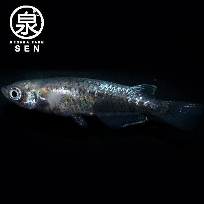 百式 成魚 10匹 送料無料 F めだか メダカ 生体 めだか生体 メダカ生体 種類 ビオトープ 激安 人気 初心者 養殖 容器 ラメ メダカ Www Luzearteiluminacao Com Br