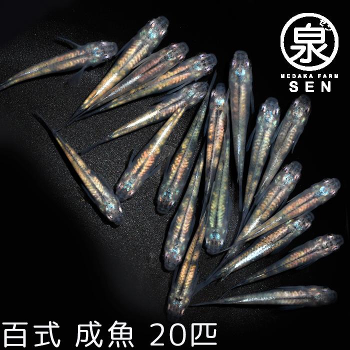 百式 成魚 匹 送料無料 F めだか メダカ 生体 めだか生体 メダカ生体 種類