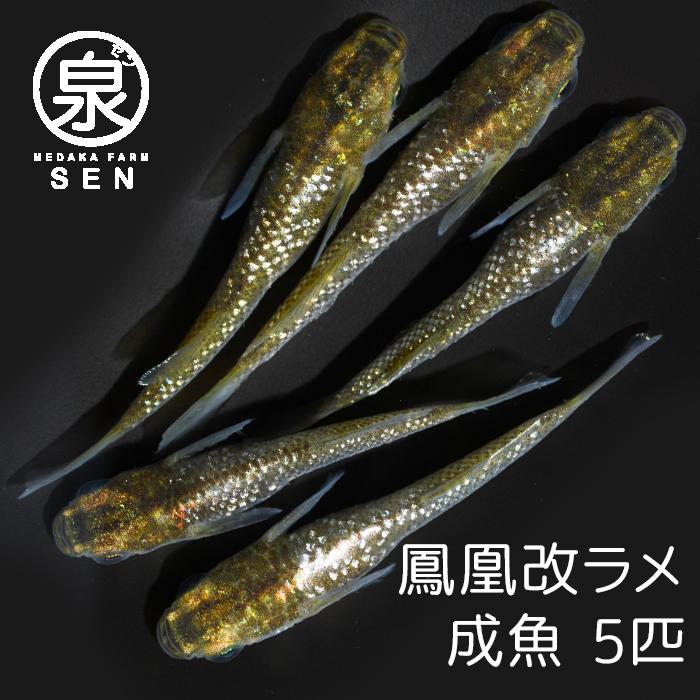 新発 鳳凰改ラメ 成魚 5匹 送料無料 大人 めだか メダカ ラメ きれい かわいい よざくら 光る かっこいい 初心者 厳選 人気 メダカ生体 めだか生体 生体 人気ショップが最安値挑戦 Turningheadskennel Com