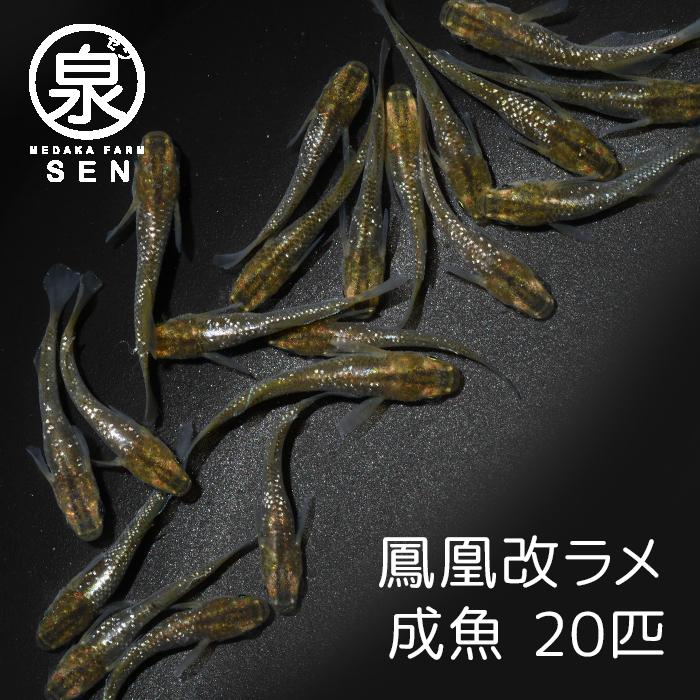 鳳凰改ラメ 成魚 匹 送料無料 F めだか メダカ 生体 めだか生体 メダカ生体 種類 ビオトープ 激安 人気 初心者 養殖 容器 ラメ メダカ