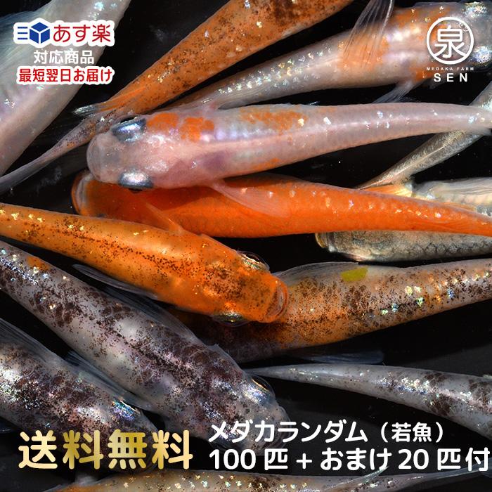 メダカ 生体 人気 めだかランダム100匹 成魚 Mサイズ Lサイズ F めだか めだか生体
