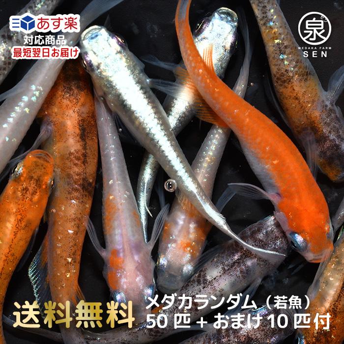 メダカ 生体 めだかランダム50匹 成魚 Mサイズ Lサイズ F めだか めだか生体 メダカ生体 種類 水槽 卵 水草 人気 飼育 容器 :be-003-50:メダカファーム泉 - 通販 - Yahoo!ショッピング メダカ 生体 めだかランダム50匹 成魚 Mサイズ Lサイズ F めだか めだか生体 メダカ生体 種類 水槽 卵 水草 人気 飼育 容器 :be-003-50:メダカファーム泉 - 通販 - Yahoo!ショッピング