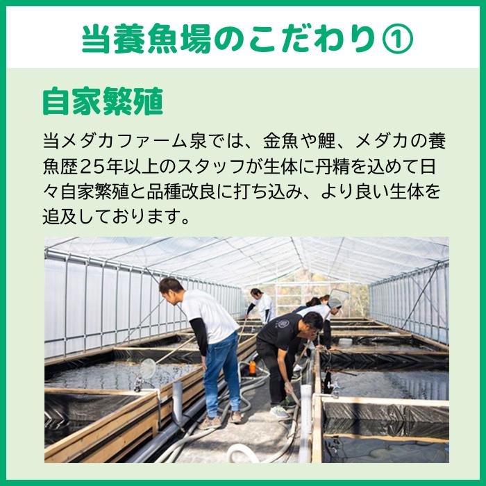 メダカ 夜桜  稚魚 20匹＋おまけ補償8匹付 送料無料 (E) めだか めだか生体 メダカ生体 販売生体 種類 水槽 メダカ卵 メダカ泉 水草 人気 飼育 容器｜medakafarm-sen｜06