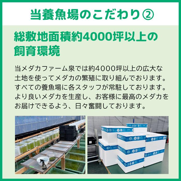 メダカ 夜桜  稚魚 20匹＋おまけ補償8匹付 送料無料 (E) めだか めだか生体 メダカ生体 販売生体 種類 水槽 メダカ卵 メダカ泉 水草 人気 飼育 容器｜medakafarm-sen｜07