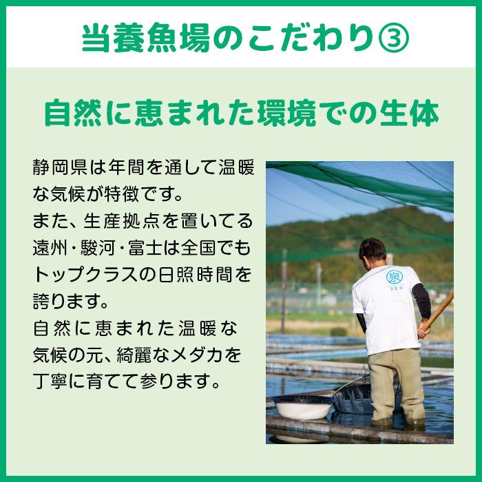 メダカ 夜桜  稚魚 20匹＋おまけ補償8匹付 送料無料 (E) めだか めだか生体 メダカ生体 販売生体 種類 水槽 メダカ卵 メダカ泉 水草 人気 飼育 容器｜medakafarm-sen｜08