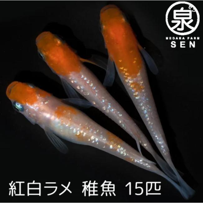 メダカ 生体 紅白ラメ 稚魚 15匹 送料無料 E めだか めだか生体 メダカ生体 種類 水槽 卵 水草 人気 飼育 容器 Fry 007 15 メダカファーム泉 通販 Yahoo ショッピング