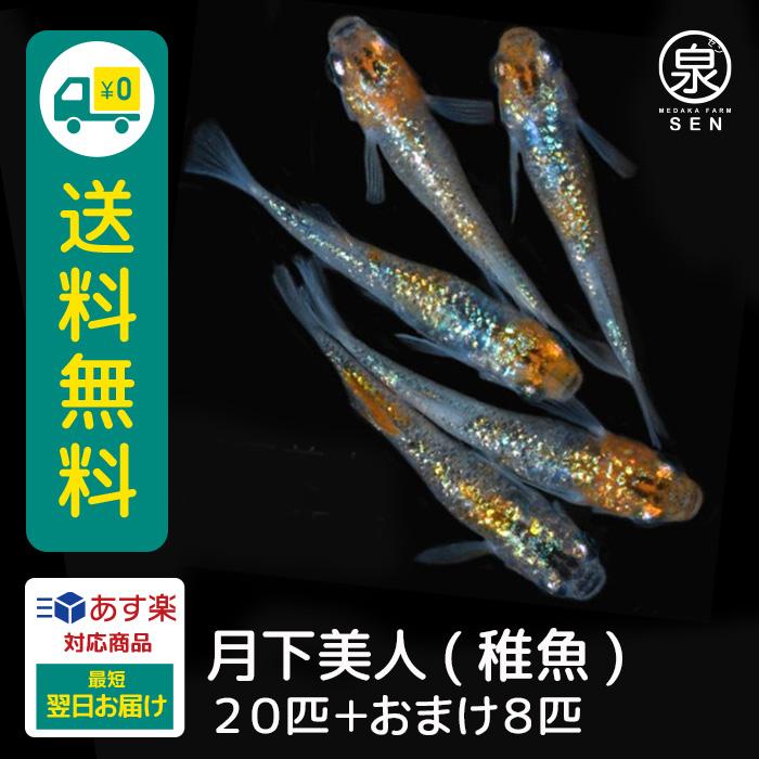 売れ筋がひ 最短翌日お届け 送料無料 ラメ 容器 養殖 初心者 人気 激安 ビオトープ 種類 メダカ生体 めだか生体 生体 メダカ めだか E 送料無料 匹 稚魚 月下美人 オリジナル餌プレゼント中 観賞魚生体 Techskills Ie