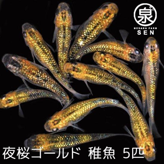 めだか 夜桜三色メダカ 1 910円 上州めだか １匹 50 Off 上州めだか