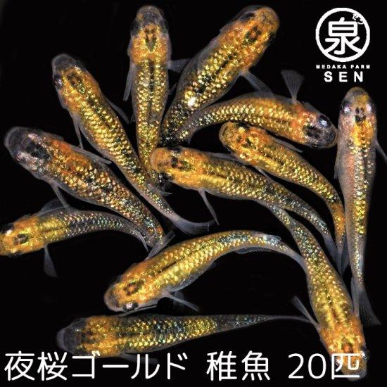 メダカ 生体 夜桜ゴールド 稚魚 匹 送料無料 S めだか めだか生体 メダカ生体 種類 水槽 卵 水草 人気 飼育 容器 開催中