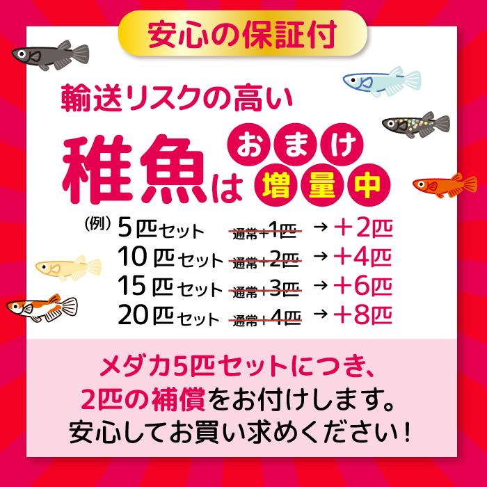 メダカ 鱗光紅白 稚魚 10匹＋おまけ補償4匹付 送料無料  (E)  めだか めだか生体 メダカ生体 販売生体 種類 水槽 メダカ卵 メダカ泉 水草 人気 飼育 容器｜medakafarm-sen｜10