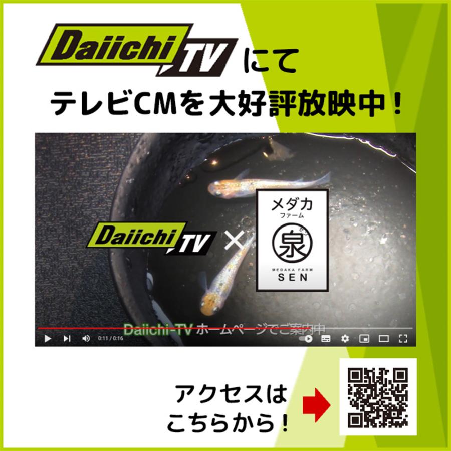 メダカ 鱗光紅白 稚魚 10匹＋おまけ補償4匹付 送料無料  (E)  めだか めだか生体 メダカ生体 販売生体 種類 水槽 メダカ卵 メダカ泉 水草 人気 飼育 容器｜medakafarm-sen｜12