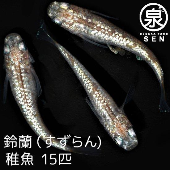 セール 登場から人気沸騰 最短翌日お届け 送料無料 ラメ 容器 養殖 初心者 人気 激安 ビオトープ 種類 メダカ生体 めだか生体 生体 メダカ めだか S 送料無料 15匹 稚魚 鈴蘭 すずらん オリジナル餌プレゼント中 観賞魚生体 Colegioellenwhite Edu Sv