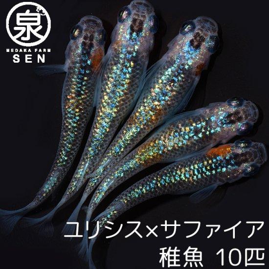サファイア 稚魚 10匹 5mm〜10mm